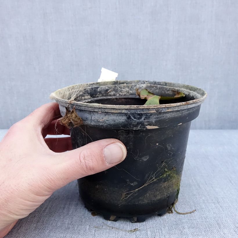 Spécimen de Nymphaea Odorata Sulphurea Grandiflora - Nénuphar rustique jaune Pot de 1,5L/2L tel que livré en hiver