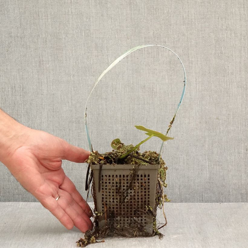 Spécimen de Nymphaea Perry's Double White - Nénuphar rustique Pot de 1L/1,5L tel que livré en automne