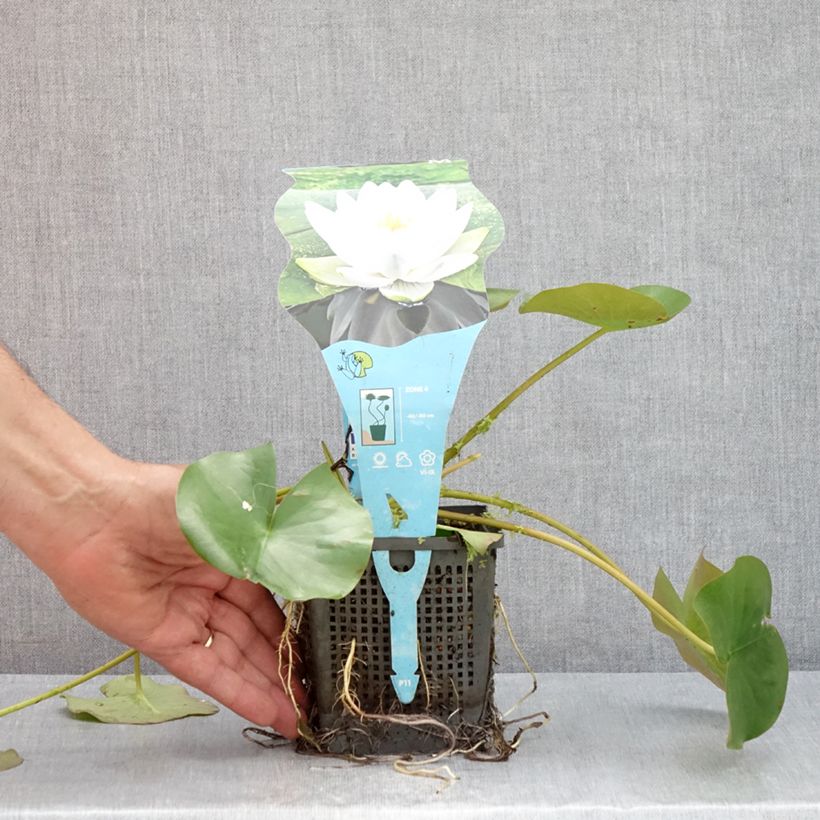 Spécimen de Nymphaea Perry's Double White - Nénuphar rustique Pot de 1L/1,5L tel que livré en été