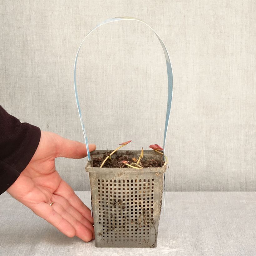 Spécimen de Nymphaea Perry's Double White - Nénuphar rustique Pot de 1L/1,5L tel que livré au printemps