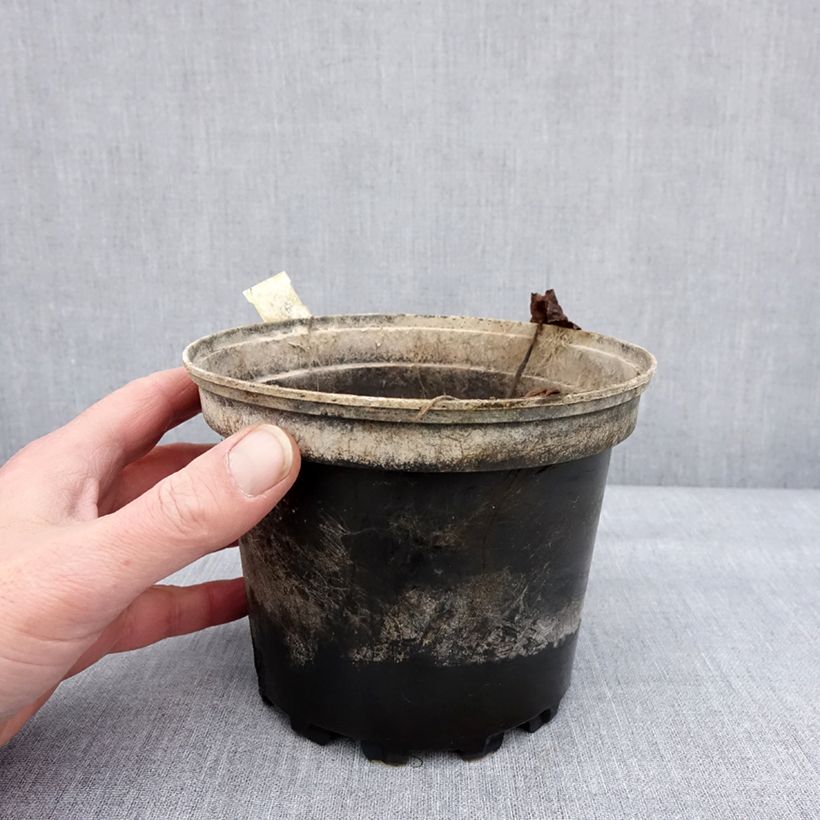 Spécimen de Nymphaea Perry's Red Glow - Nénuphar rustique rouge Pot de 1,5L/2L tel que livré en hiver