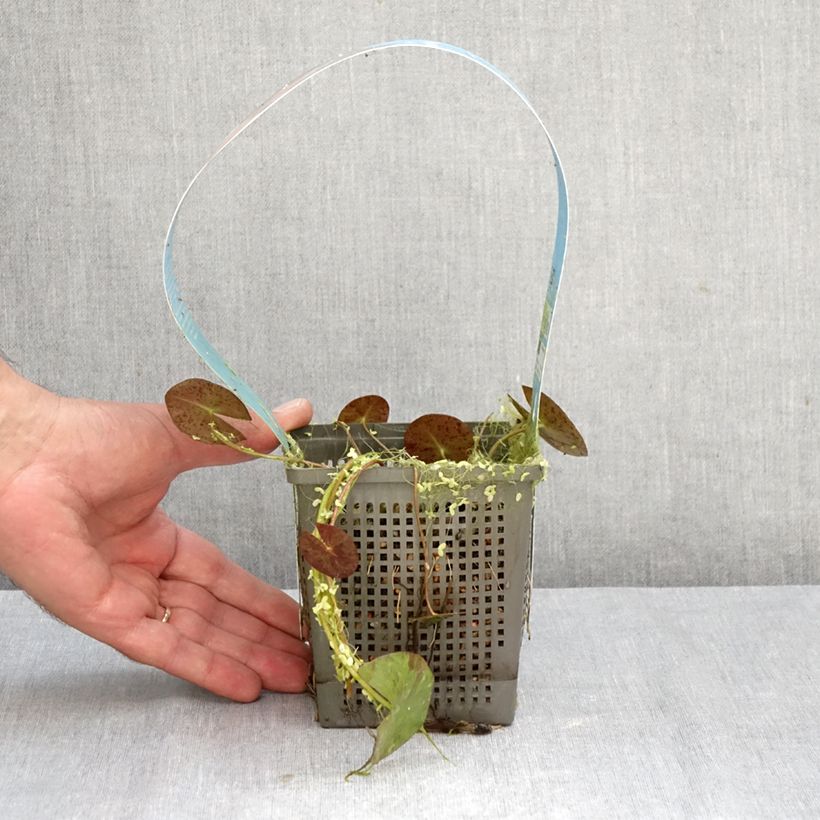 Spécimen de Nymphaea Phoebus - Nénuphar rustique Pot de 1L/1,5L tel que livré en automne