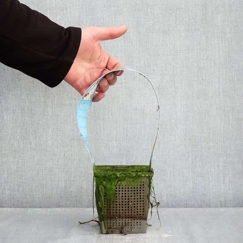 Spécimen de Nymphaea Phoebus - Nénuphar rustique Pot de 1L/1,5L tel que livré en hiver