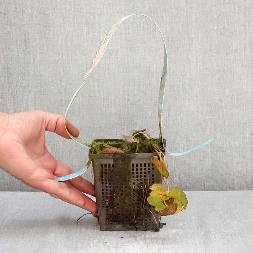 Spécimen de Nymphaea Red Spider - Nénuphar rustique rouge Pot de 1L/1,5L tel que livré en automne