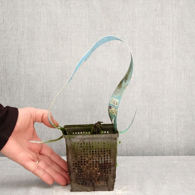 Spécimen de Nymphaea Red Spider - Nénuphar rustique rouge Pot de 1L/1,5L tel que livré au printemps