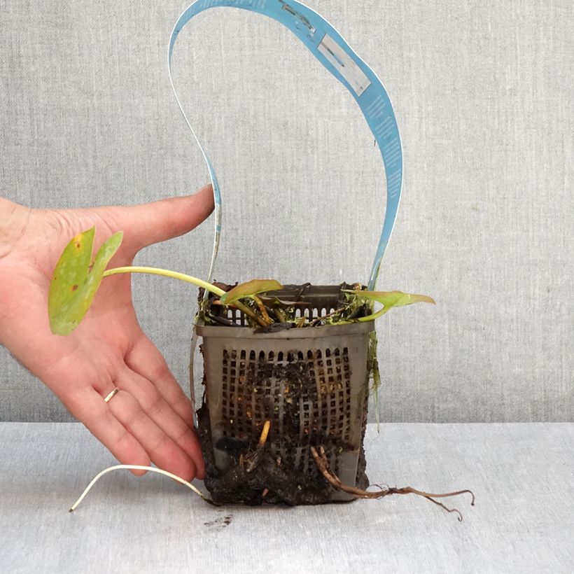 Spécimen de Nymphaea Rose Arey - Nénuphar rustique Pot de 1L/1,5L tel que livré en automne
