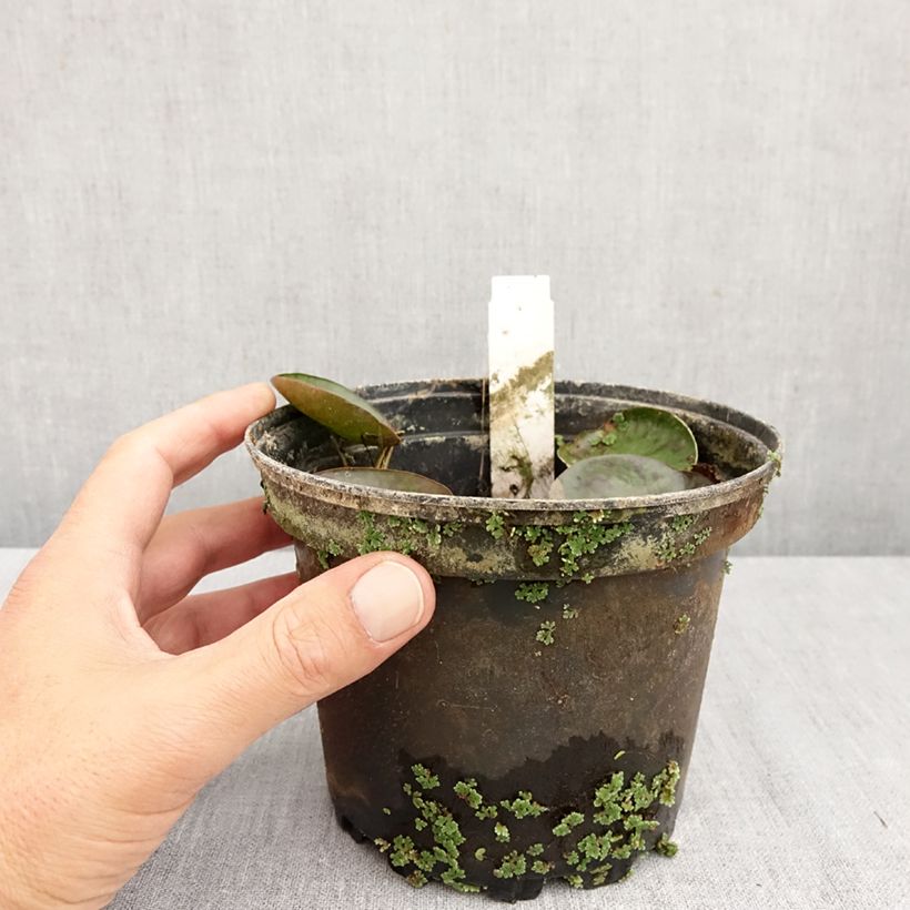 Spécimen de Nymphaea Sioux - Nénuphar rustique Pot de 1L/1,5L tel que livré en automne