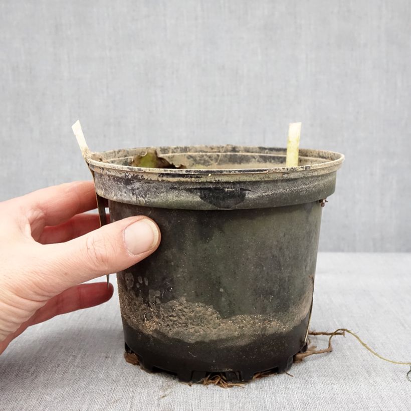 Spécimen de Nymphaea Starbright - Nénuphar rustique Pot de 1,5L/2L tel que livré en hiver