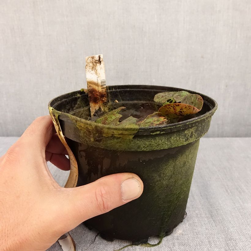 Spécimen de Nymphaea Texas Dawn - Nénuphar rustique Pot de 1,5L/2L tel que livré en automne