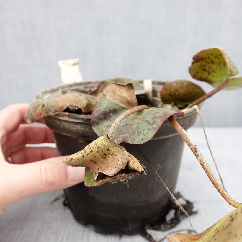 Spécimen de Nymphaea Texas Dawn - Nénuphar rustique Pot de 1,5L/2L tel que livré en hiver