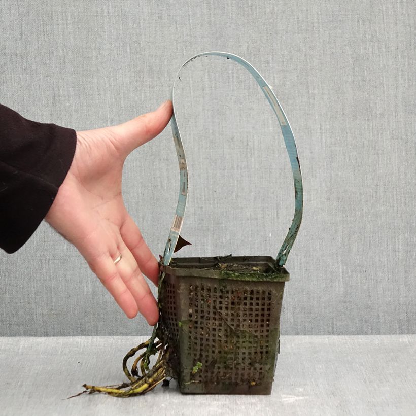 Spécimen de Nymphaea Venusta - Nénuphar rustique Pot de 1L/1,5L tel que livré en automne