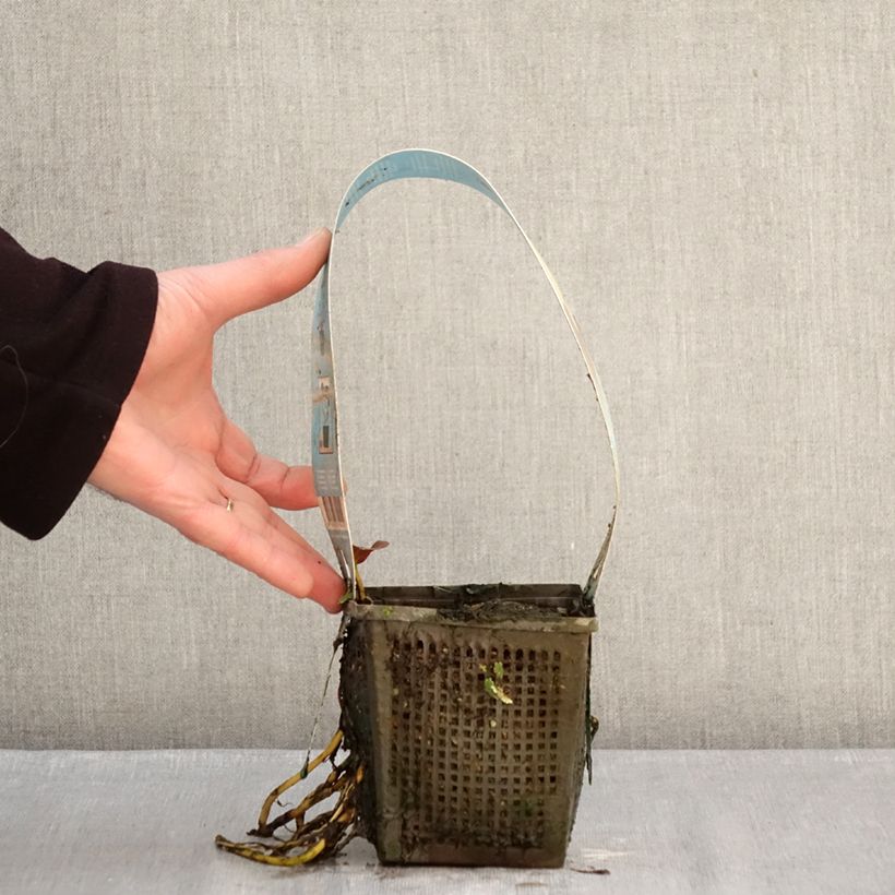 Spécimen de Nymphaea Venusta - Nénuphar rustique Pot de 1L/1,5L tel que livré en hiver