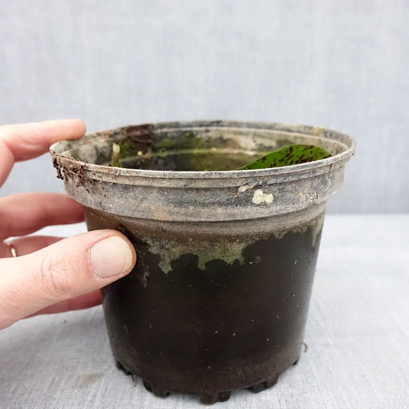 Spécimen de Nymphaea Virginalis - Nénuphar rustique Pot de 1,5L/2L tel que livré en hiver