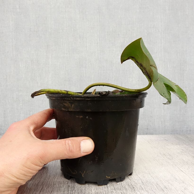 Spécimen de Nymphaea Virginalis - Nénuphar rustique Pot de 1,5L/2L tel que livré au printemps