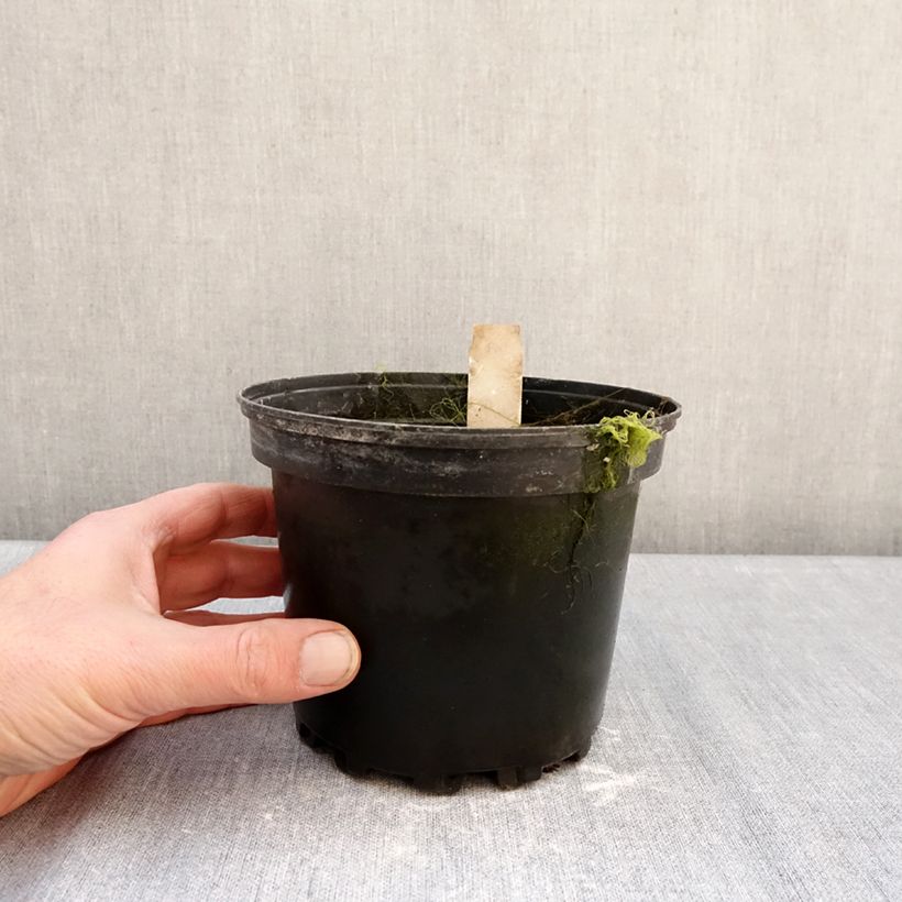 Spécimen de Nymphaea Walter Pagels - Nénuphar nain rustique Pot de 1,5L/2L tel que livré en hiver