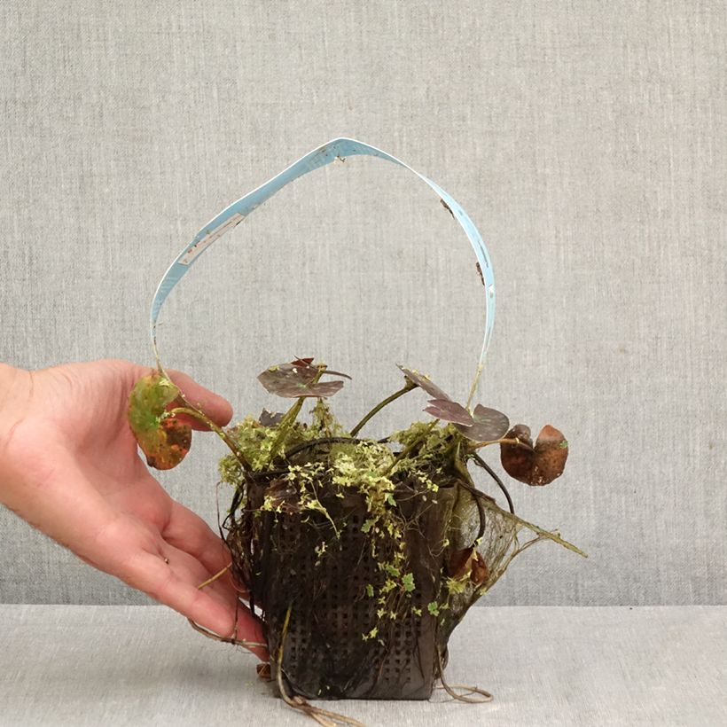 Spécimen de Nymphaea Wanvisa - Nénuphar rustique Pot de 1L/1,5L tel que livré en automne