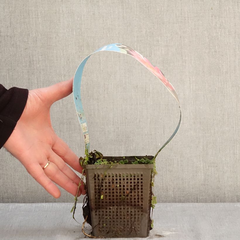 Spécimen de Nymphaea Wanvisa - Nénuphar rustique Pot de 1L/1,5L tel que livré en hiver