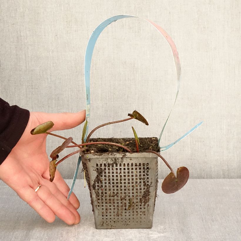 Spécimen de Nymphaea Wanvisa - Nénuphar rustique Pot de 1L/1,5L tel que livré au printemps