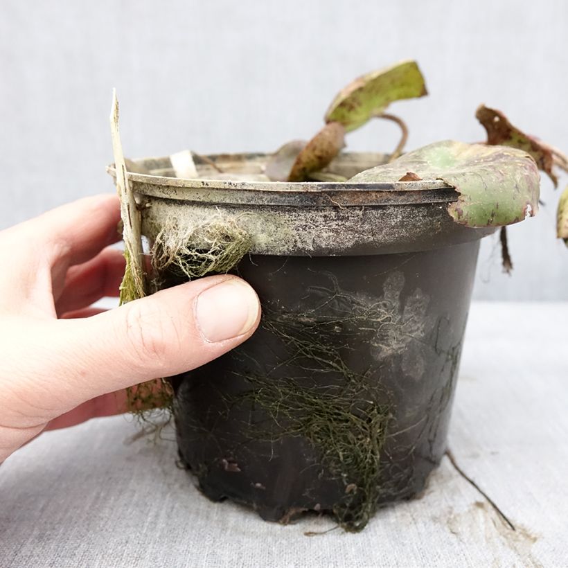 Spécimen de Nymphaea White 1000 Petals - Nénuphar rustique blanc Pot de 1,5L/2L tel que livré en hiver