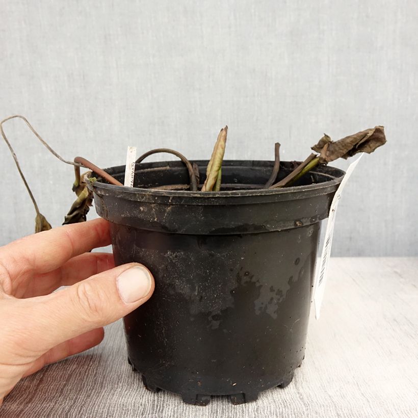 Spécimen de Nymphaea White Sultan - Nénuphar rustique blanc Pot de 1,5L/2L tel que livré au printemps