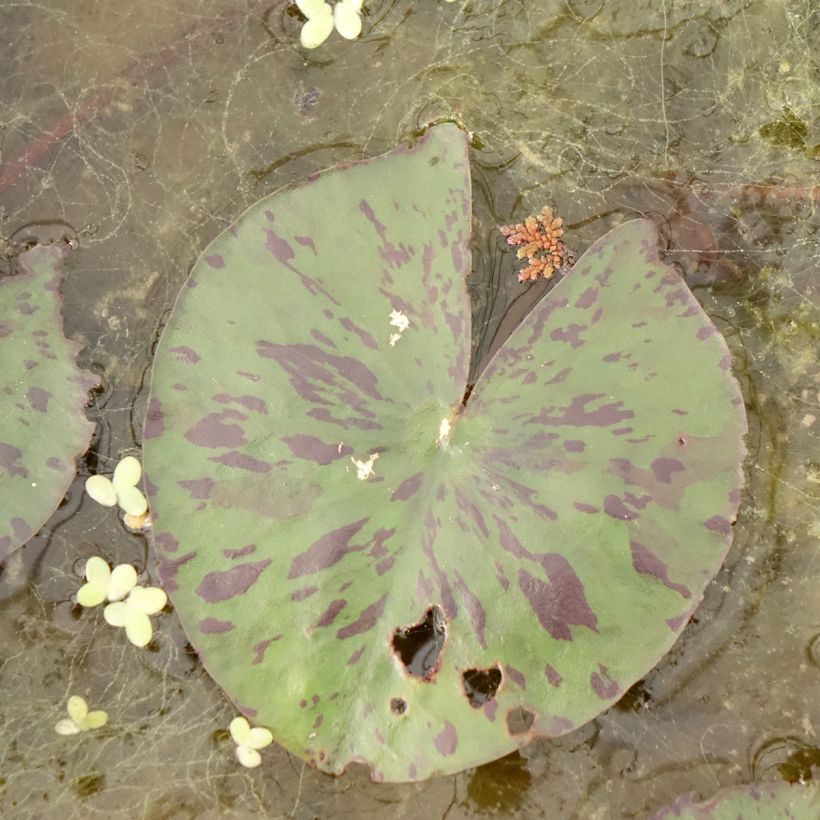 Nymphaea Yellow Enigma - Nénuphar rustique jaune (Feuillage)