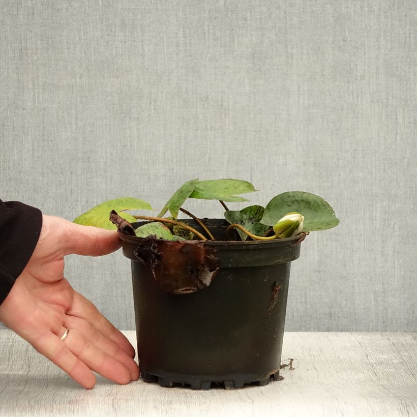 Spécimen de Nymphaea Yellow Enigma - Nénuphar rustique jaune Pot de 1,5L/2L tel que livré en automne