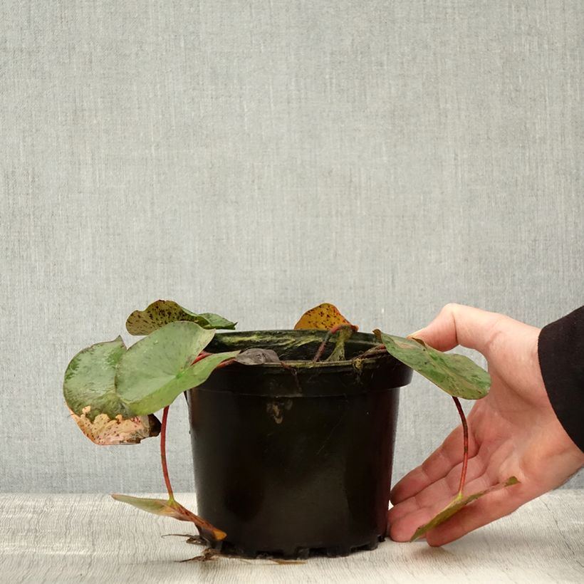 Spécimen de Nymphaea Yellow Queen - Nénuphar rustique jaune Pot de 1,5L/2L tel que livré en automne