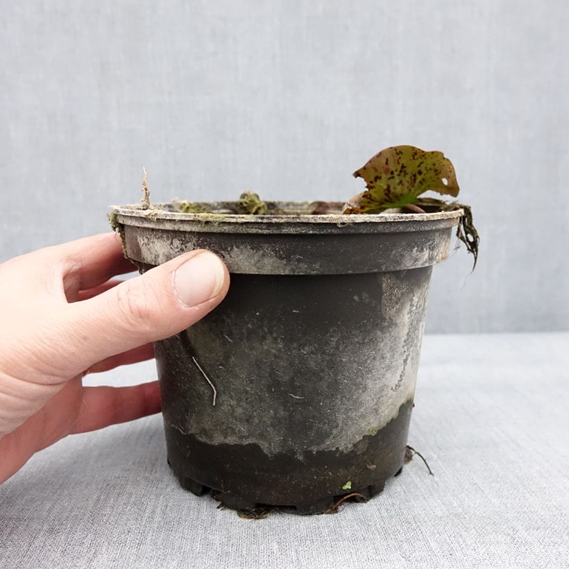 Spécimen de Nymphaea Yellow Queen - Nénuphar rustique jaune Pot de 1,5L/2L tel que livré en hiver