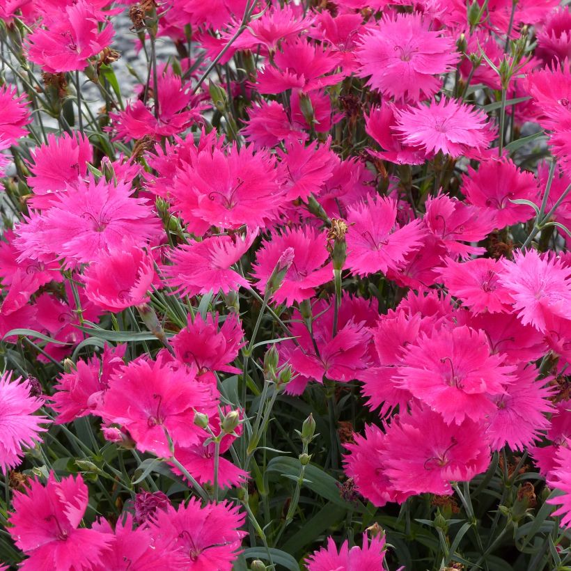Oeillet annuel - Dianthus Suntory Pink (Floraison)