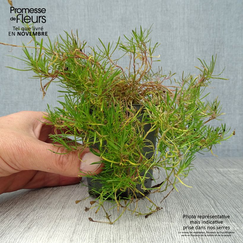 Spécimen de Oeillet des rochers - Petrorhagia saxifraga Godet de 8/9 cm tel que livré en automne