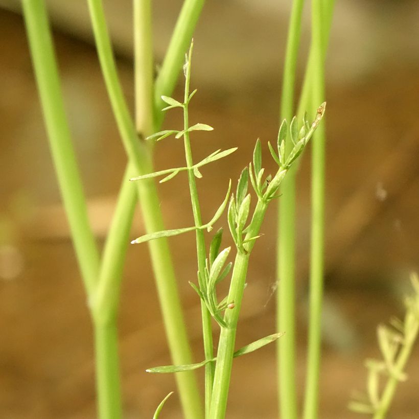 Oenanthe aquatica - Oenanthe aquatique (Feuillage)