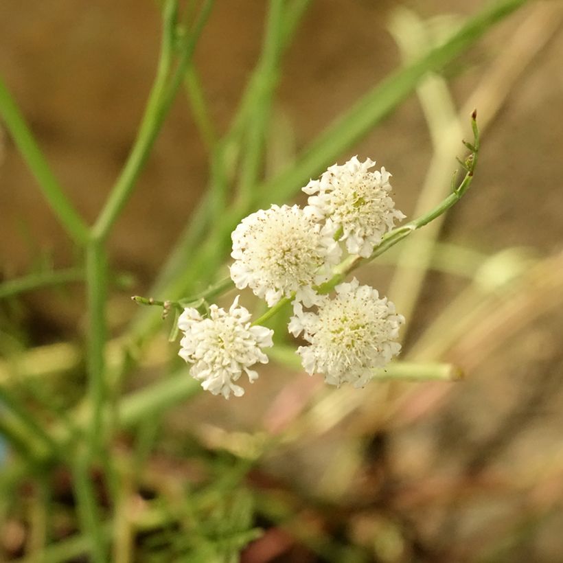 Oenanthe aquatica - Oenanthe aquatique (Floraison)