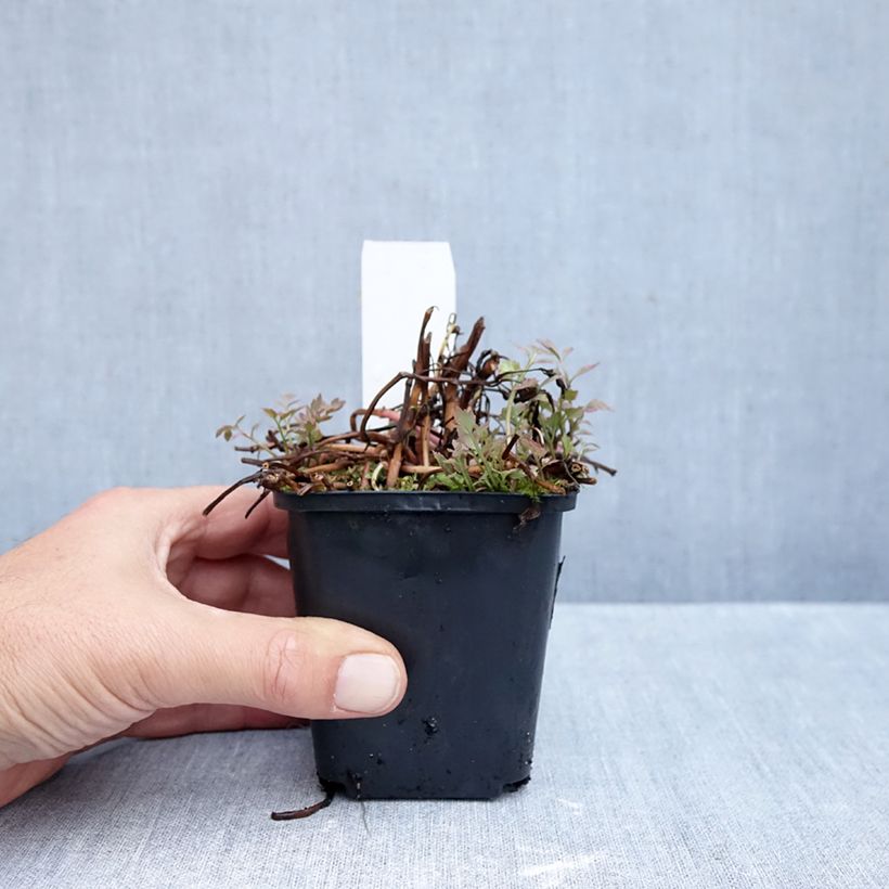 Spécimen de Oenanthe javanica Flamingo - Céleri d'eau Godet de 8/9 cm tel que livré en automne