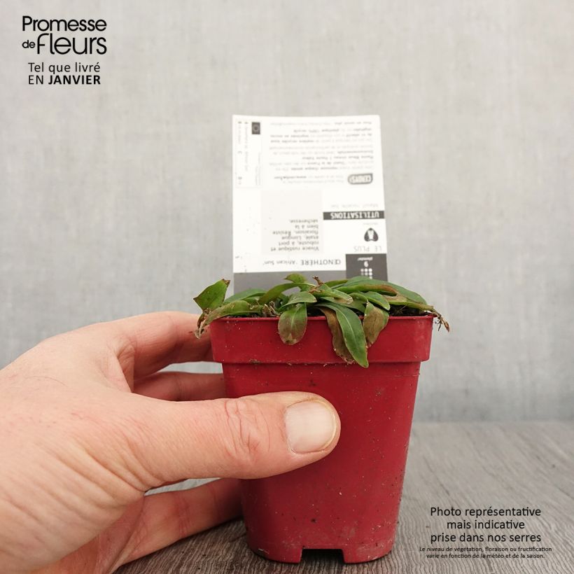 Spécimen de Oenothera African Sun - Onagre hybride  Godet de 8/9 cm tel que livré en hiver