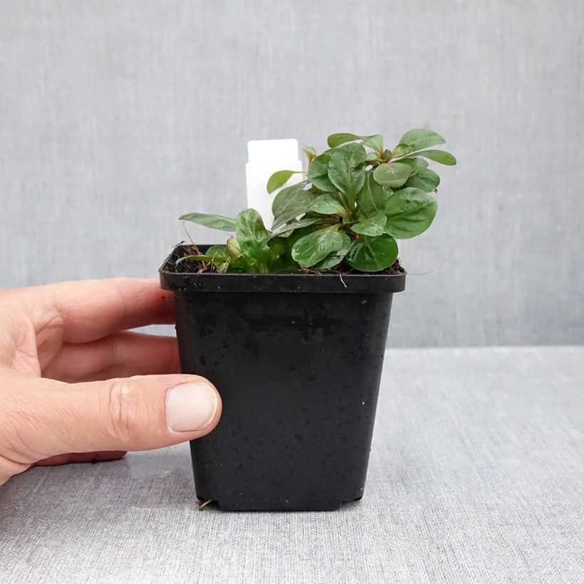 Spécimen de Oenothera fruticosa Hohes Licht - Onagre  Godet de 8/9 cm tel que livré en automne