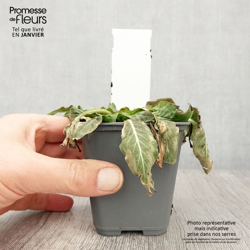 Spécimen de Oenothera glazioviana - Onagre de Lamarck Godet de 8/9 cm tel que livré en hiver