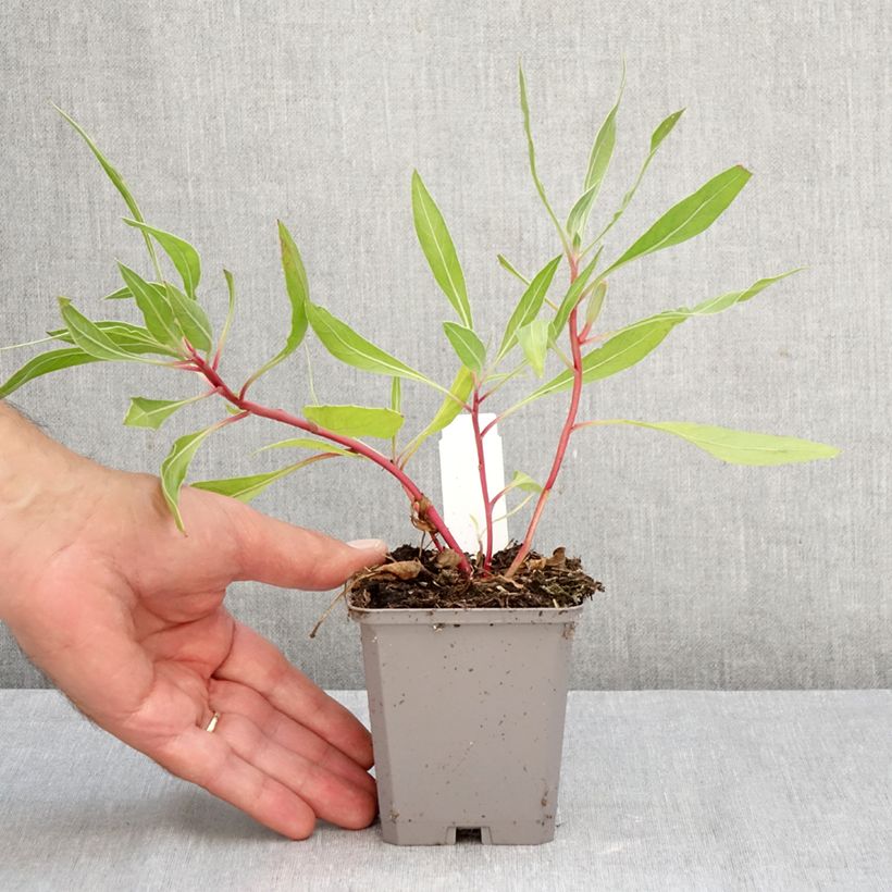 Spécimen de Oenothera missouriensis - Onagre du Missouri Godet de 7/8 cm tel que livré en automne