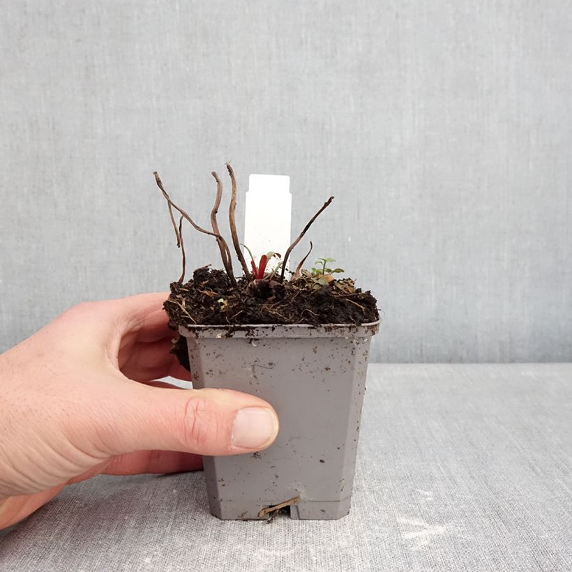 Spécimen de Oenothera missouriensis - Onagre du Missouri Godet de 7/8 cm tel que livré en hiver