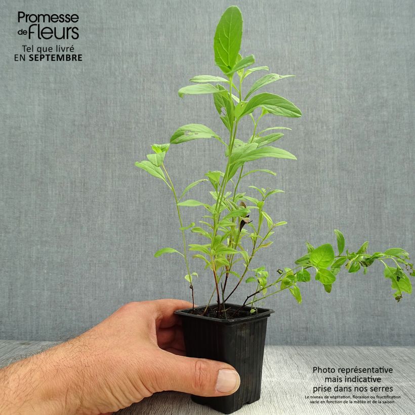 Spécimen de Oenothera speciosa - Oenothère rose Godet de 7/8 cm tel que livré en automne