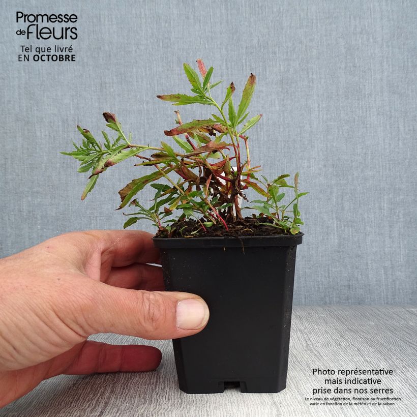 Spécimen de Oenothera speciosa Siskiyou - Onagre rose  Godet de 8/9 cm tel que livré en automne
