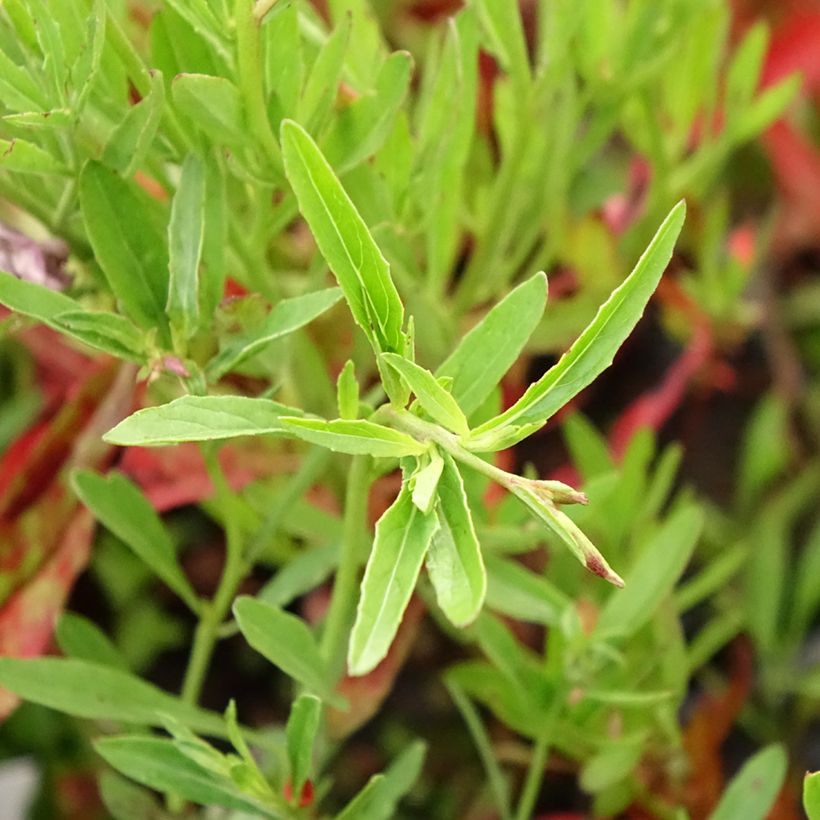 Oenothera speciosa Siskiyou - Onagre rose  (Feuillage)