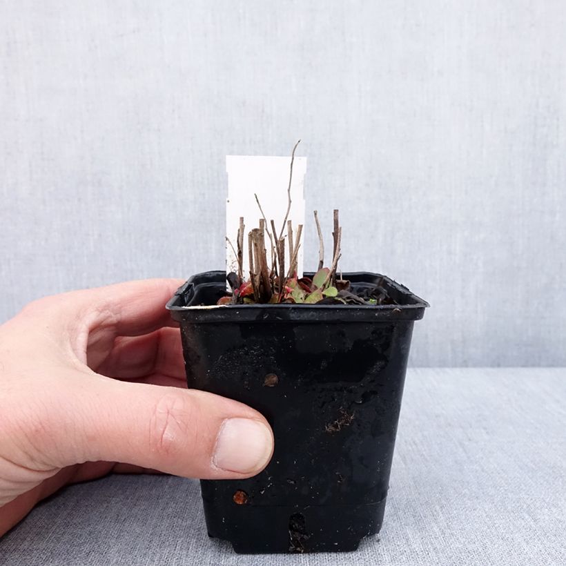 Spécimen de Oenothera tetragona - Onagre tétragone Godet de 8/9 cm tel que livré en hiver