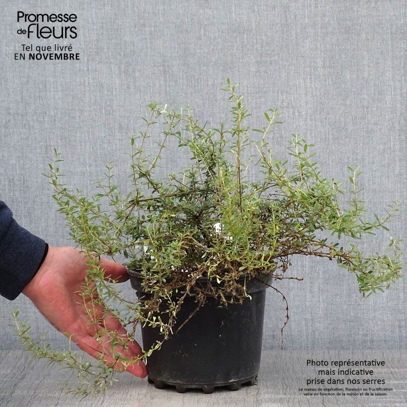 Spécimen de Olearia solandri Aurea  Pot de 2L/3L tel que livré en automne