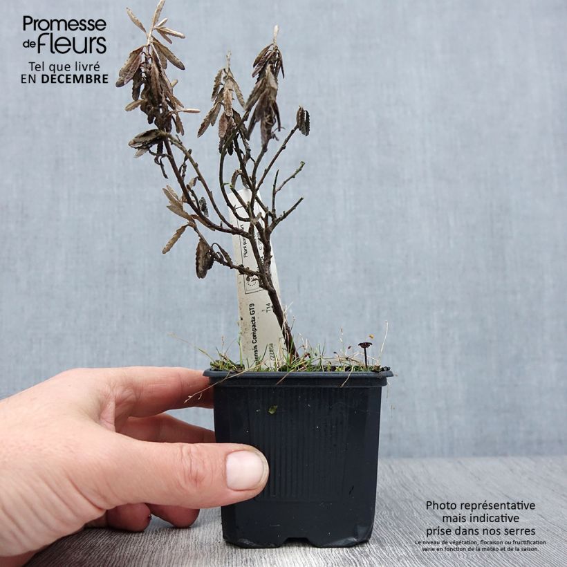 Spécimen de Olearia x scilloniensis Compacta - Aster en arbre Godet de 8/9 cm tel que livré en hiver