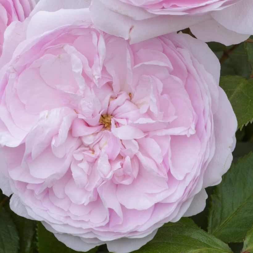 Rosier Tige David Austin Olivia Rose Austin (Floraison)