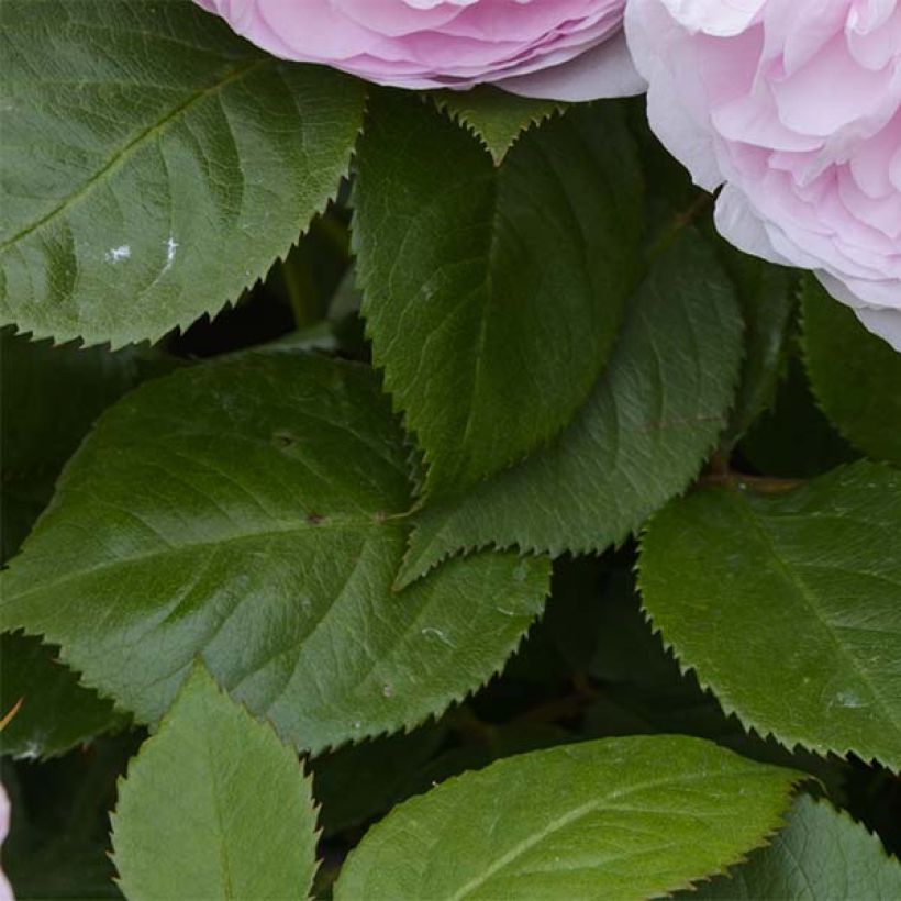 Rosier Tige David Austin Olivia Rose Austin (Feuillage)