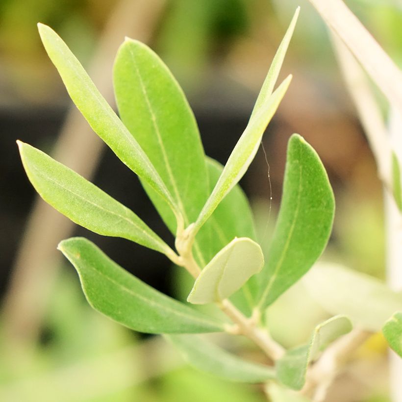 Olivier Frantoio - Olea europaea (Feuillage)