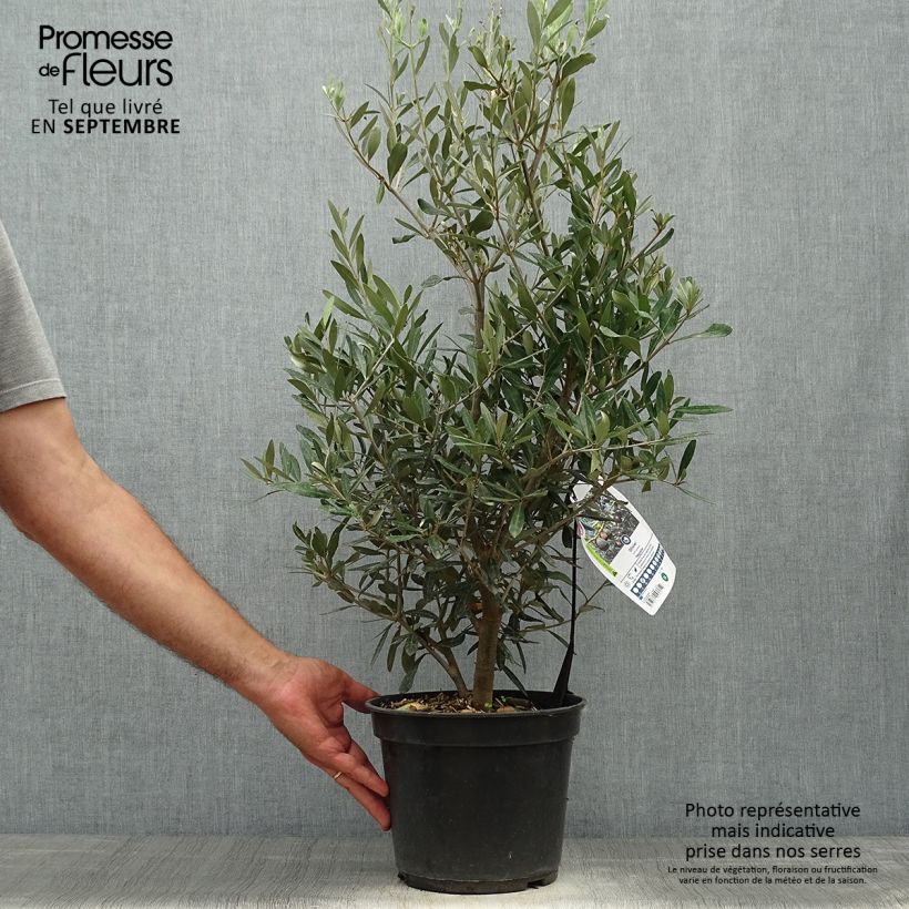 Spécimen de Olivier Negrette - Olea europea Pot de 4L/5L tel que livré en automne