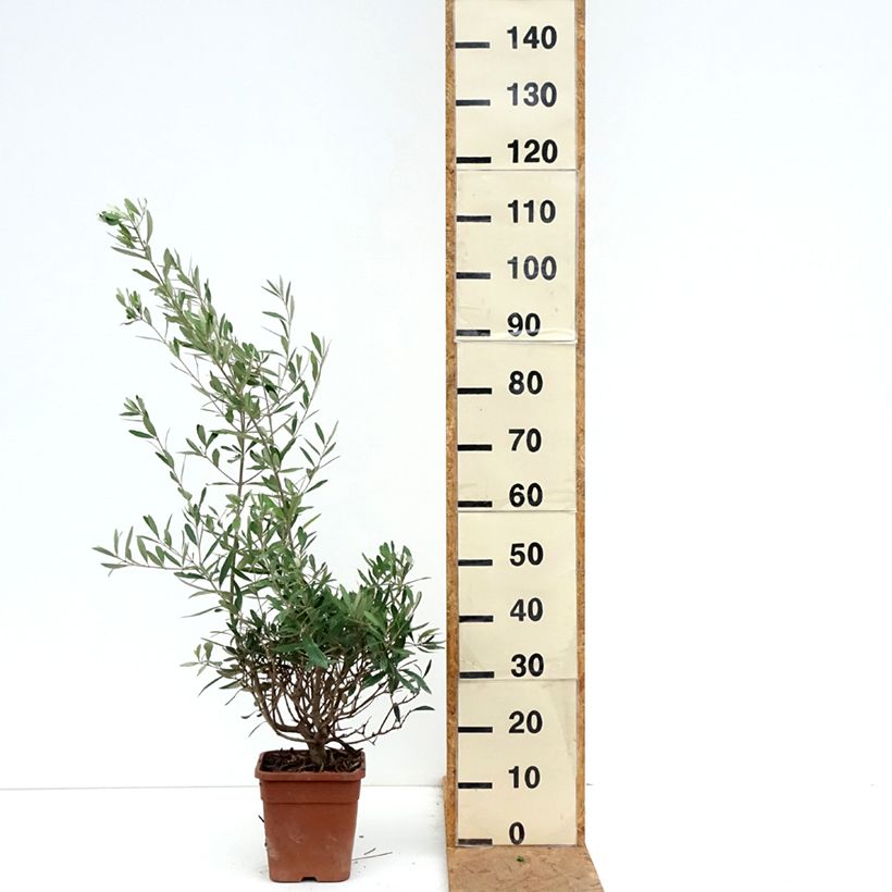 Spécimen de Olivier - Olea europaea Pot de 2L/3L, touffe tel que livré en automne