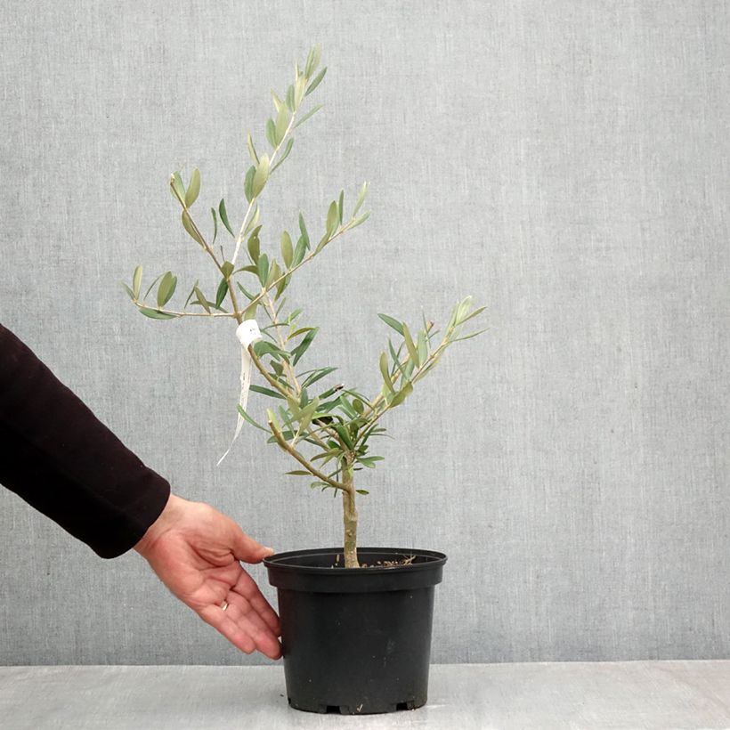Spécimen de Olivier Picholine - Olea europaea Pot de 3L/4L, Touffe tel que livré en automne